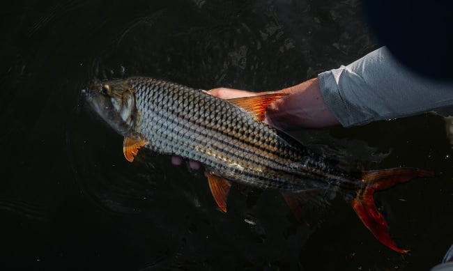 5 Day Tiger Fishing Experience at Ichingo Chobe River Lodge